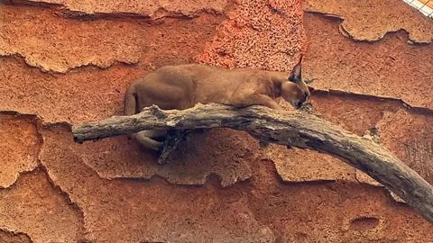 A sleek animal gracefully rests on a branch against a textured background. Stock Footage 330264997