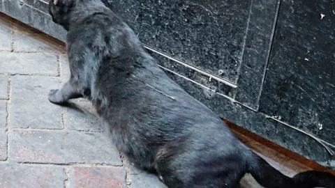 Sleek, black cat lying stretched out on a brick-paved surface near 스톡 동영상 321701039
