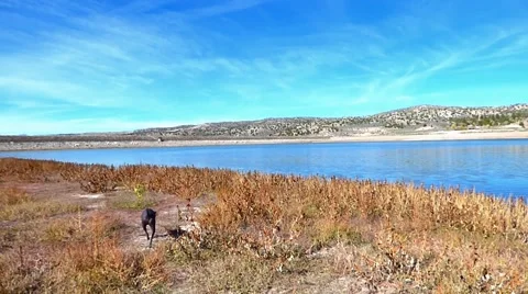 Sleek Black Dog Exploring a High Desert Lake Видео 47474523