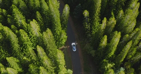 Sleek modern vehicle driving in a pine forest Stock Footage 118997029