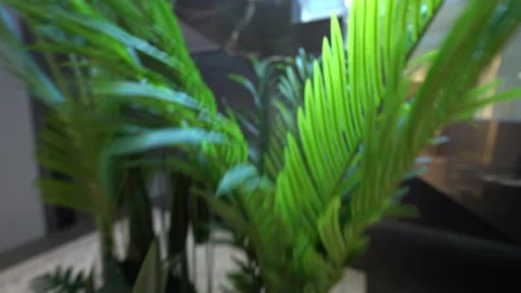 Sleek Planter Glow: Refined Form Lush Greenery Vídeo Stock 310430304