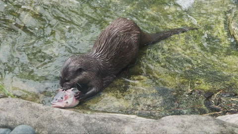 A sleek river otter devours the head of a fish in the shallows Stock Footage 258576583