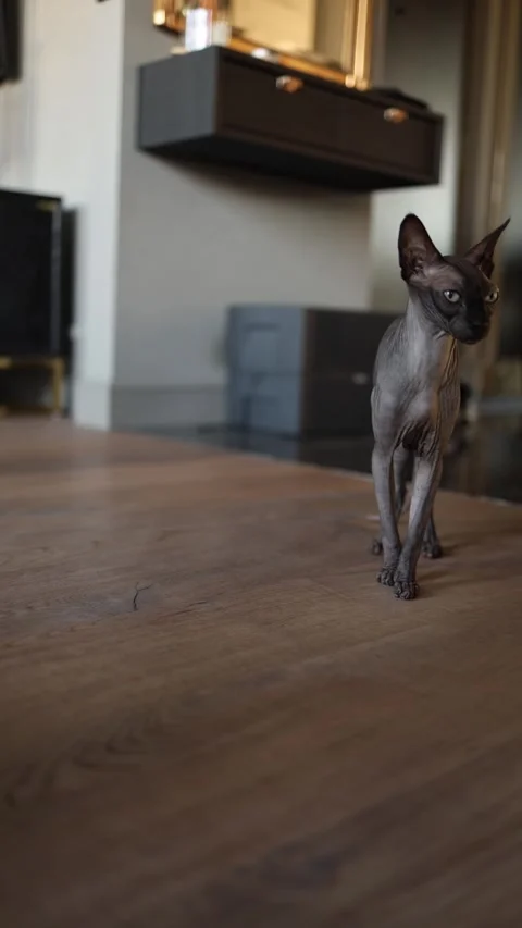 A sleek Sphynx cat with a curious expression stands on a wooden floor in a moder Stock Footage 289218872