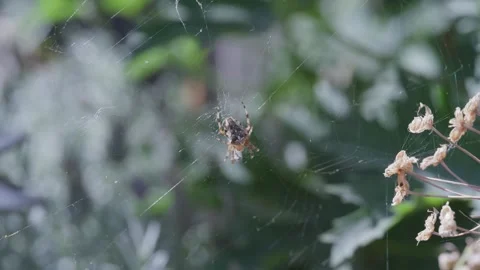 A sleek spider rests at the center of a dew-kissed web, its intricate geometric Stock Footage 345704164