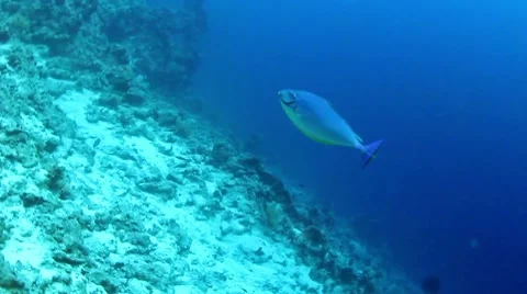 Sleek unicornfish Stock Footage 10730571