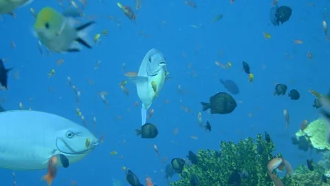 Sleek unicornfish hovering waiting to be cleaned Stock Footage 112463588