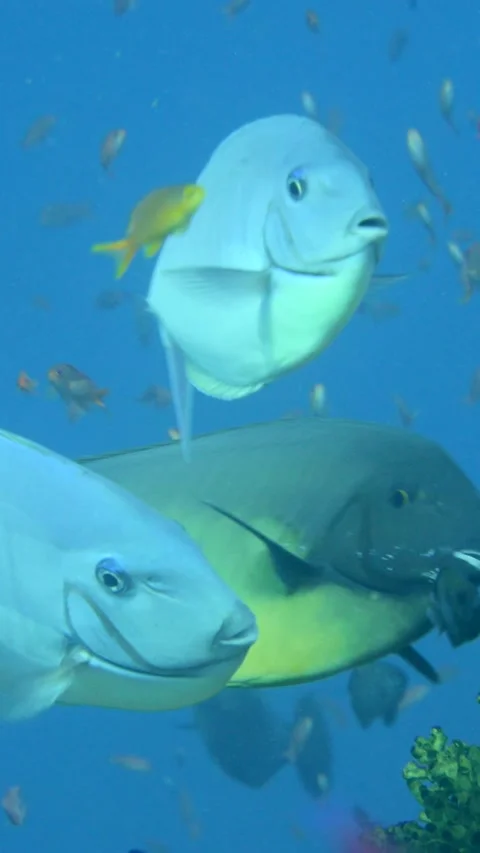 Sleek unicornfish hovering waiting to be cleaned Video stock 228830181