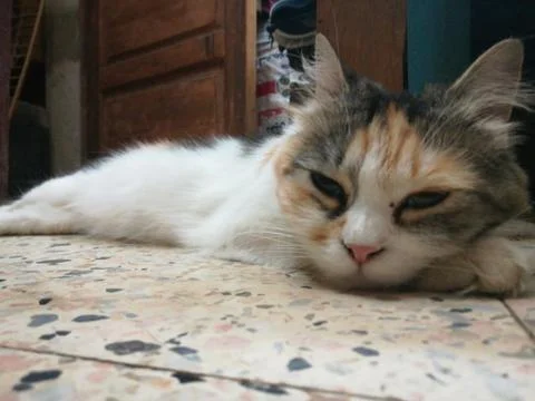 Sleep angle cat on ground Stock Photos