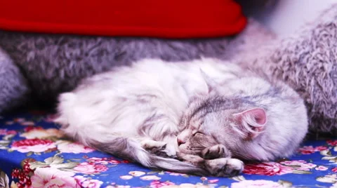 Sleep Cat on Sofa Stock Footage 58148993