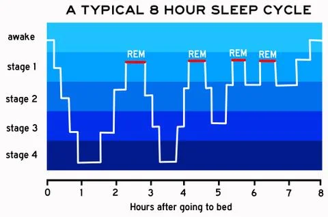 Sleep cycle Stock Illustration