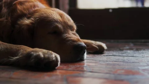 Sleep Dog Stock Footage 238705707
