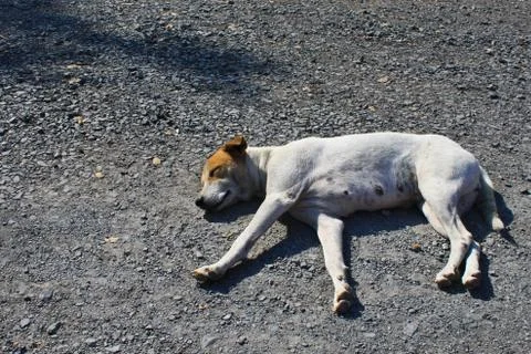 Sleep dog Foto stock