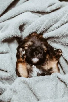Sleep dog Stock Photos