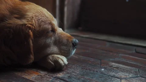Sleep Dog side frame Stock Footage 238705708