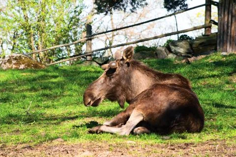 Sleep elk Stock Photos