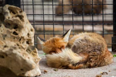 Sleep fox Stock Photos