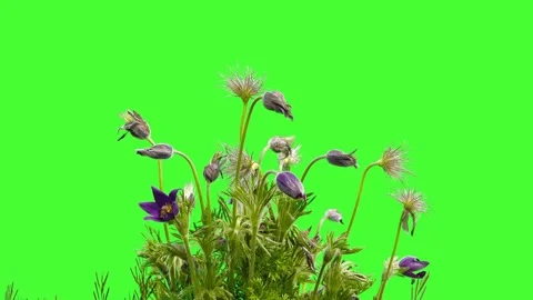 Sleep grass isolated on green screen Stock Footage 241434373