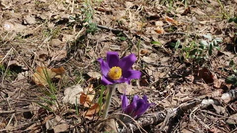 Sleep-grass in the spring forest. Video stock 195977082