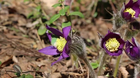 Sleep-grass in the spring forest. Video stock 195977095