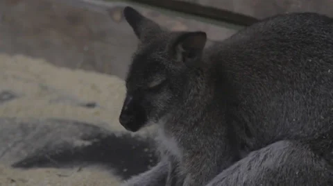Sleep grey kangaroo Stock Footage 33448484