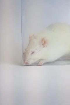 Sleep is a healthy concept. white mouse in Stock Photos