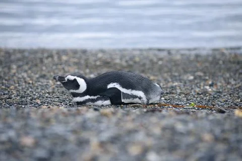 Sleep penguin Stock Photos