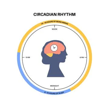 Sleep wake cycle Illustrazione stock