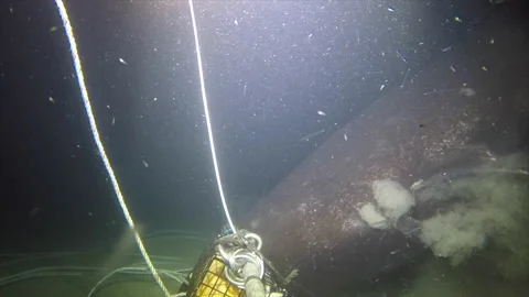 Sleeper Shark Gopro 4K Video stock 232909686