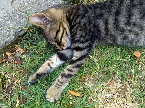 Sleeper tabby kitten spread on the grass Stock Photos