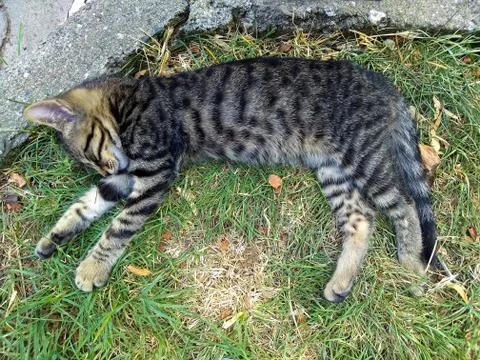 Sleeper tabby kitten spread on the grass Stock Photos