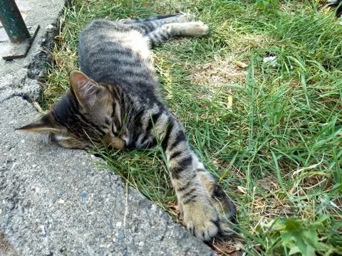 Sleeper tabby kitten spread on the grass Stock Photos
