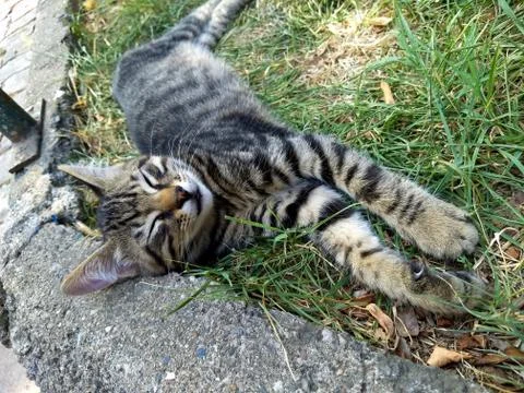 Sleeper tabby kitten spread on the grass Stock Photos