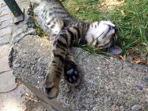 Sleeper tabby kitten spread on the grass Stock Photos
