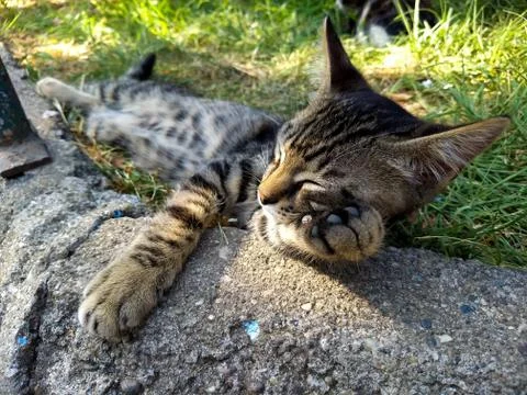 Sleeper tabby kitten spread on the grass Stock Photos