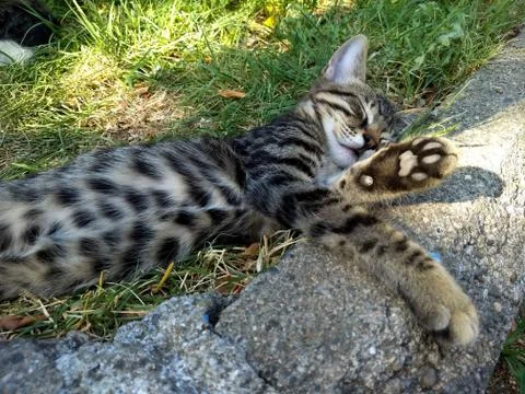 Sleeper tabby kitten spread on the grass Stock Photos