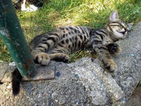 Sleeper tabby kitten spread on the grass Stock Photos