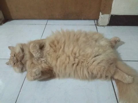 Sleeping (2) 写真素材