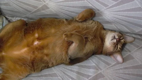 Sleeping Abyssinian cat Stock Footage 146283391