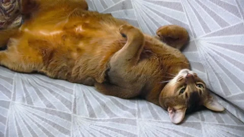 Sleeping Abyssinian cat Stock Footage 147001474