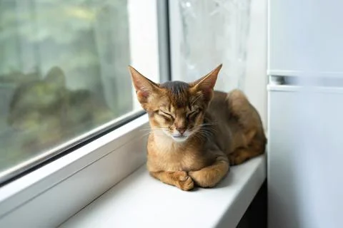 Sleeping abyssinian kitten Foto stock