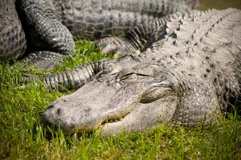 Sleeping alligator Stock Photos