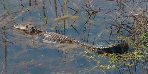 Sleeping alligator 스톡 사진