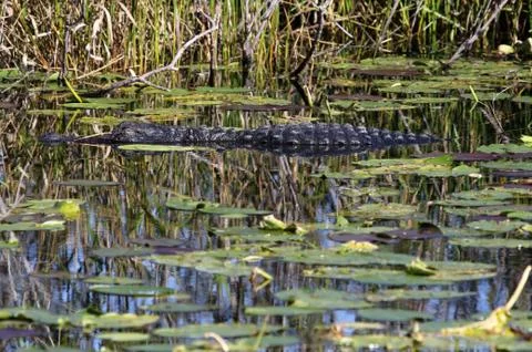 Sleeping Alligator Stock Photos