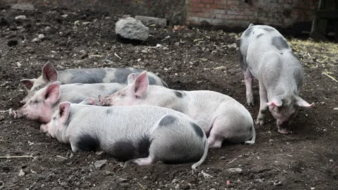 Sleeping and feeding piglets. Video stock 156488162
