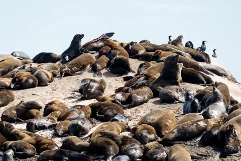 Sleeping and Sunbathing Seals Stockfoto's