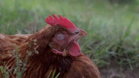 Sleeping animals chicken close up closing its eyes. Livestock on a farm sitting  Stock Footage 110795325
