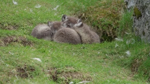 A sleeping Arctic fox with its tail wrapped around itself . Video stock 338421867