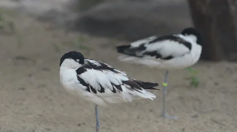 Sleeping avocet birds Stock Footage 65067774