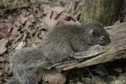 Sleeping Baby Squirrel Stock Photos