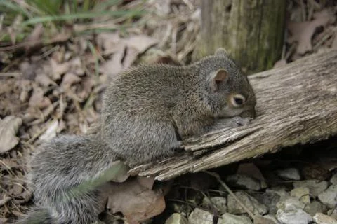 Sleeping Baby Squirrel Stock Photos